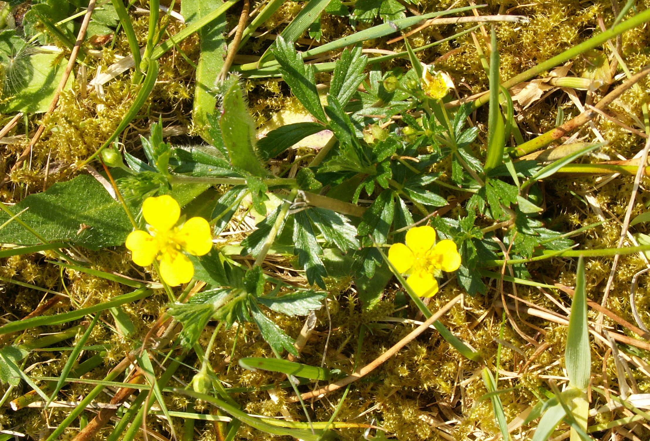 Potentilla erecta (door Han Beeuwkes)