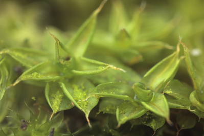 Syntrichia papillosa (door Klaas van der Veen)