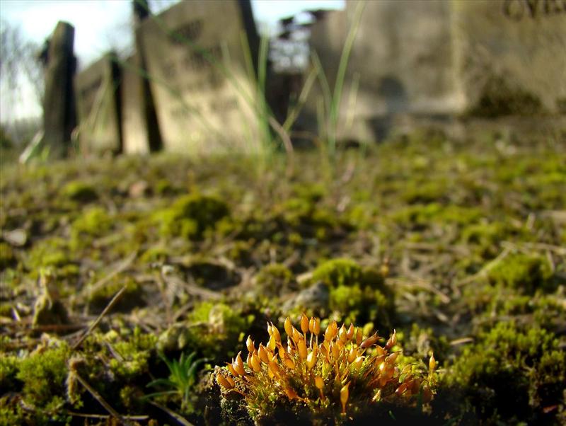 Tortula protobryoides (door Luciën Calle)