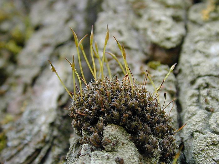 Syntrichia laevipila (door Michael Lueth (www.milueth.de))