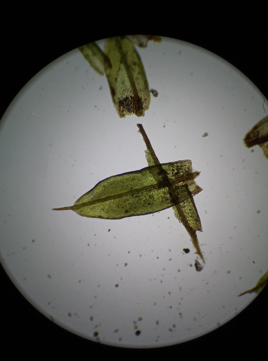 Tortula lanceola (door Rens van der Knoop)