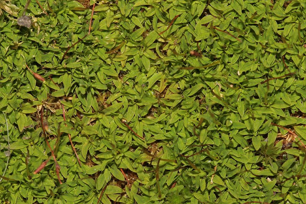 Tortula marginata (door Jan Kersten)