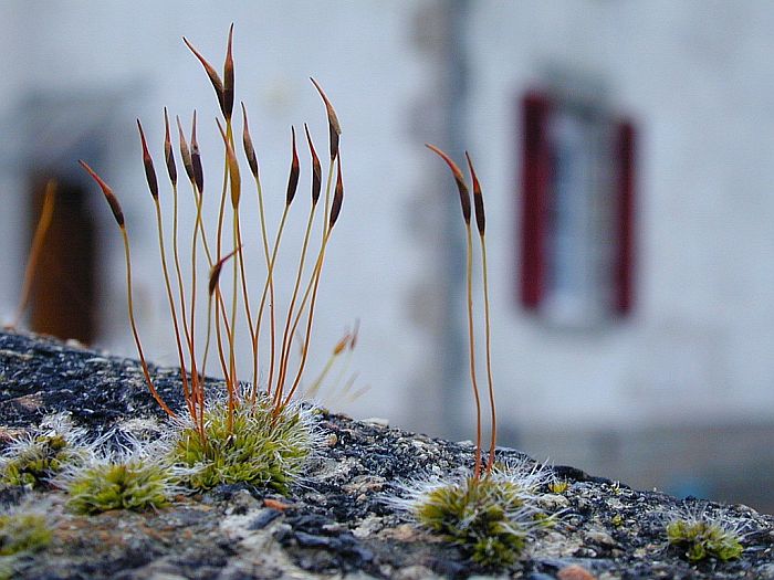 Tortula muralis (door Michael Lueth (www.milueth.de))