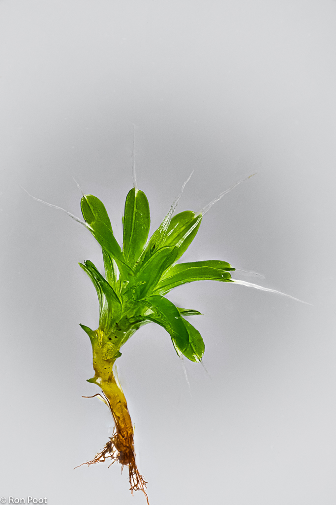 Tortula muralis (door Ron Poot)