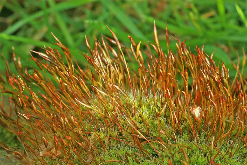 Tortula muralis (door Jan Kersten)