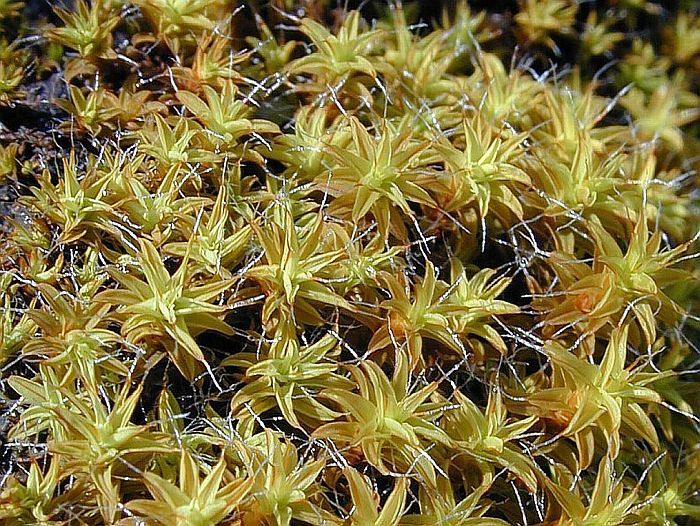 Syntrichia ruralis var. ruralis (door Michael Lueth (www.milueth.de))