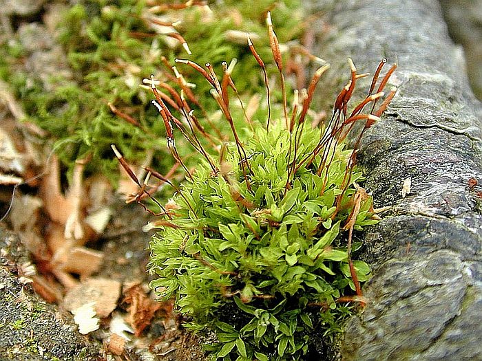 Tortula subulata (door Michael Lueth (www.milueth.de))