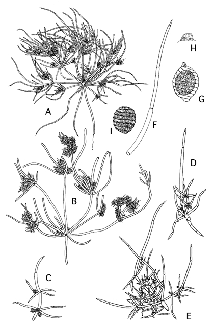 Tolypella prolifera (door Emile Nat)