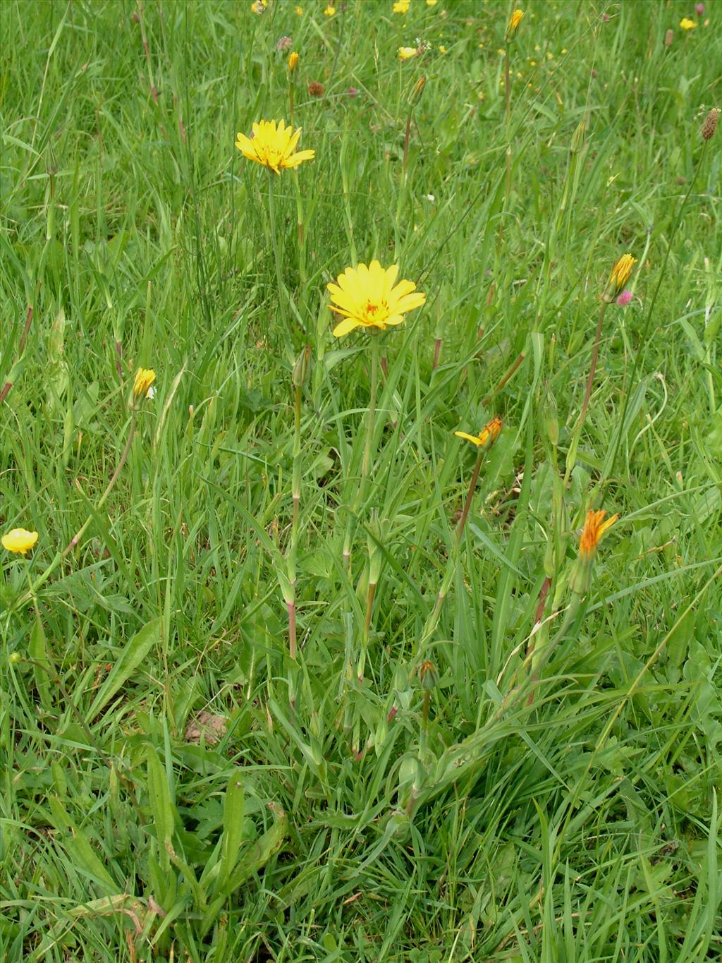 Tragopogon pratensis subsp. orientalis (door Adrie van Heerden)