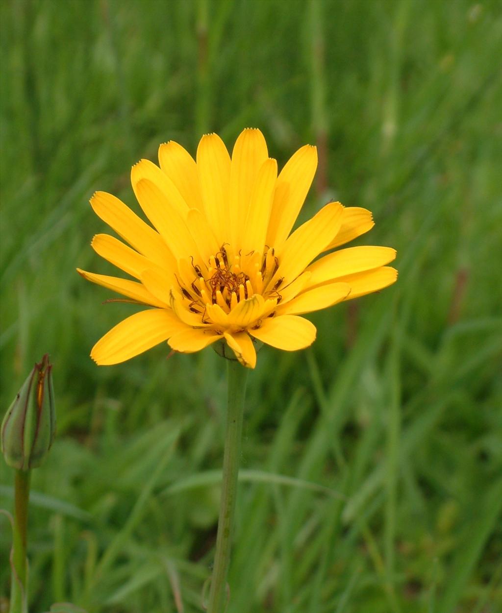 Tragopogon pratensis subsp. orientalis (door Adrie van Heerden)