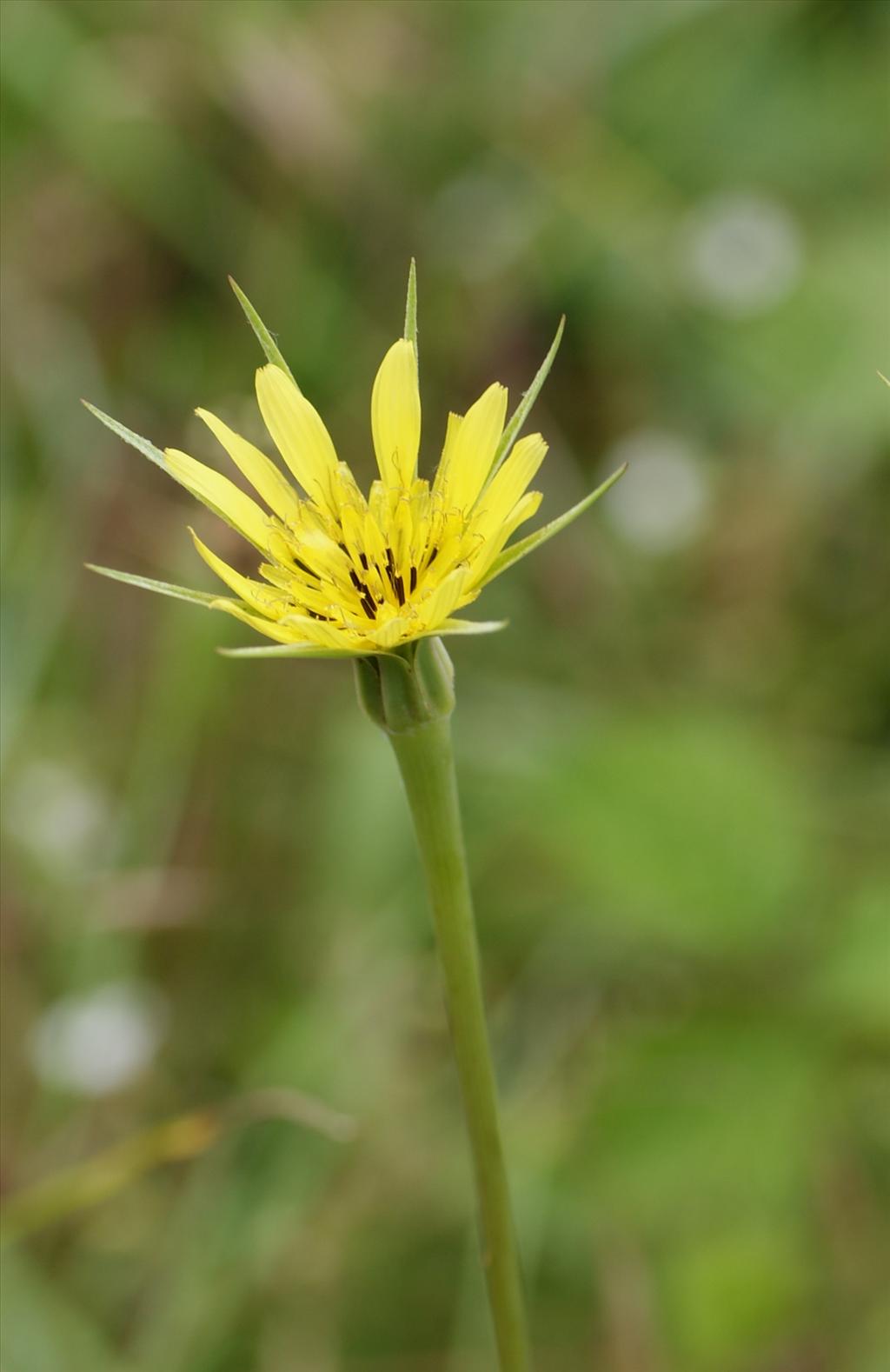 Tragopogon dubius (door Adrie van Heerden)