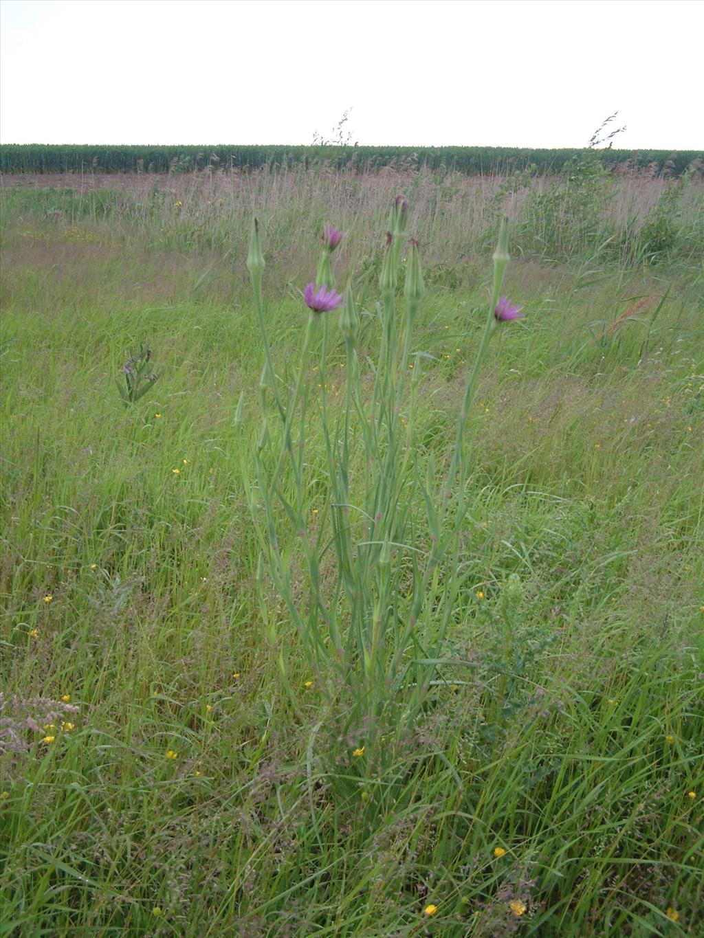 Tragopogon porrifolius (door Adrie van Heerden)