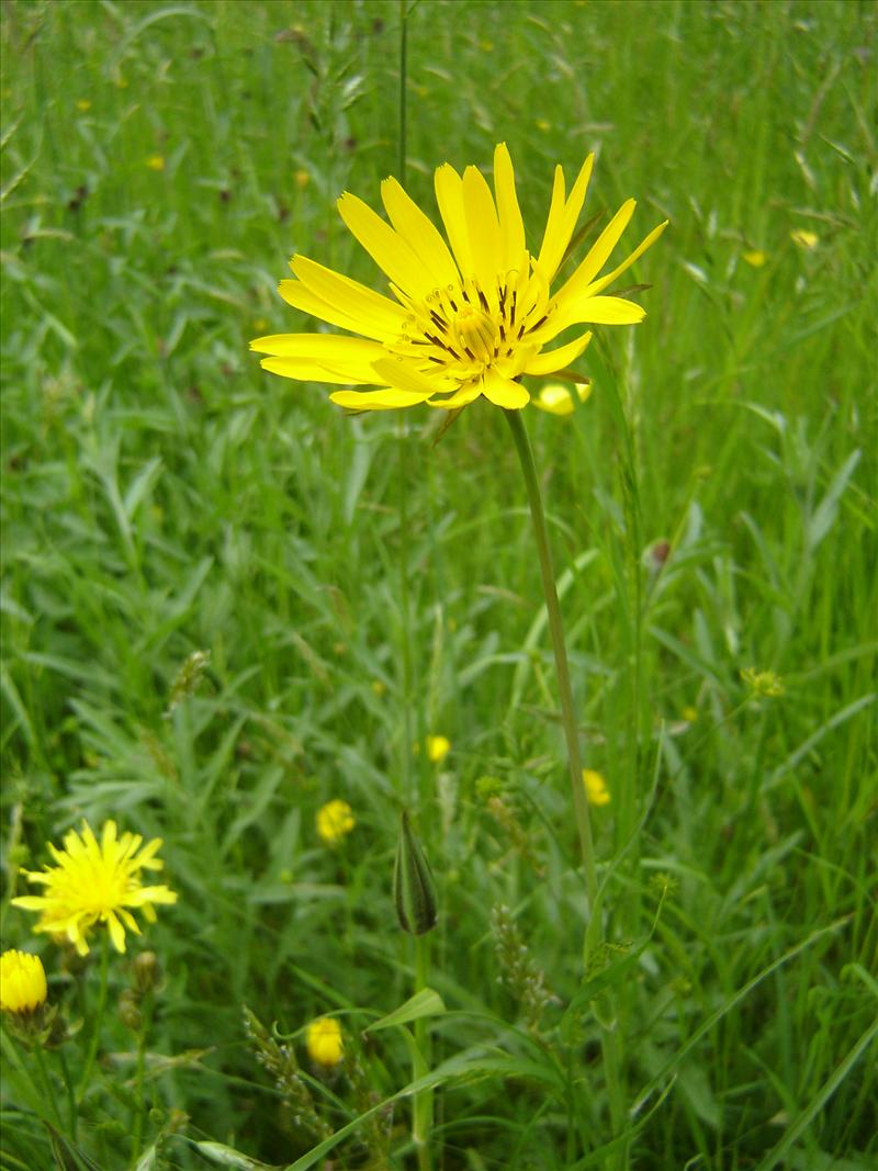 Tragopogon pratensis subsp. orientalis (door Ruud Beringen)