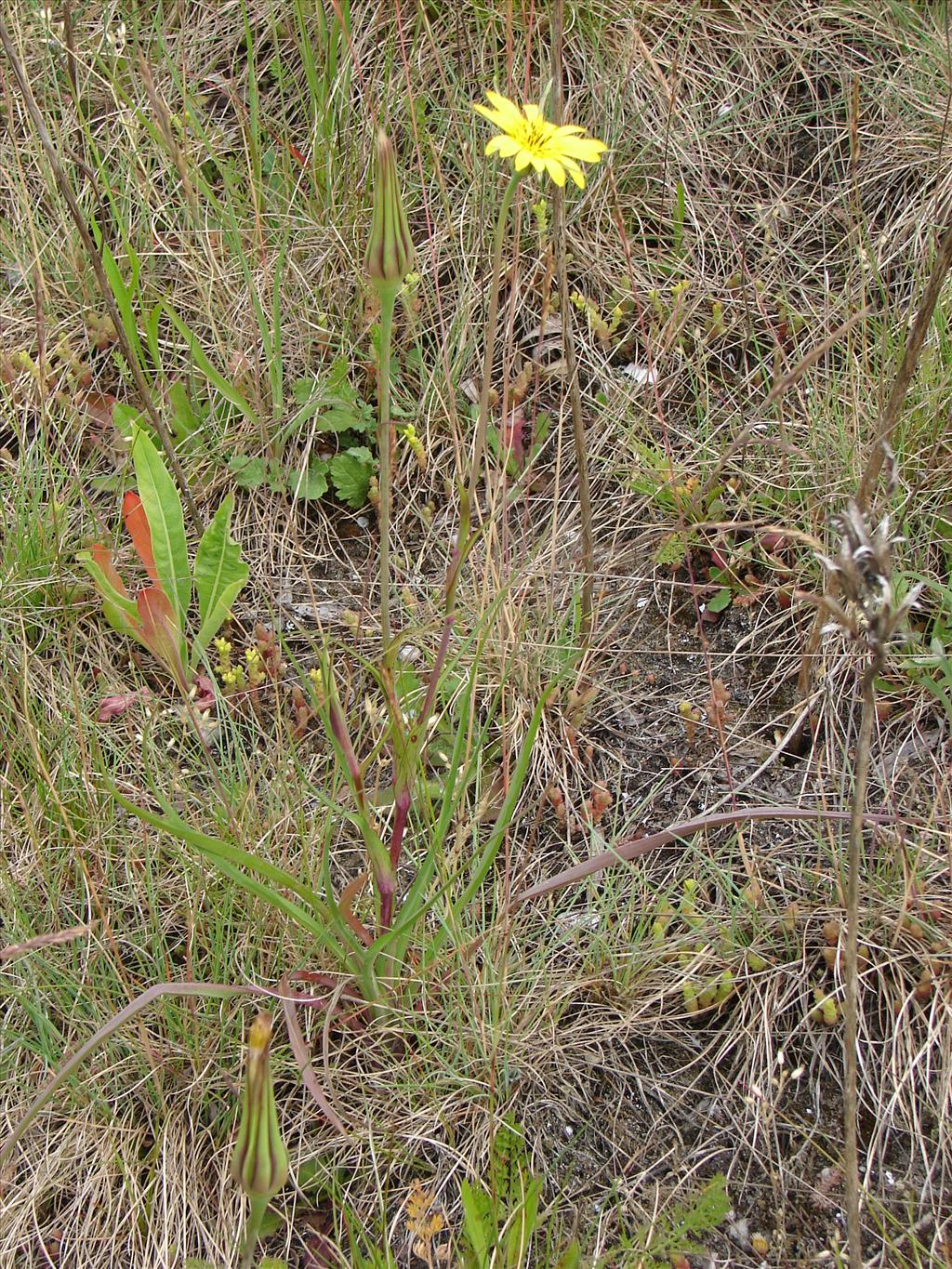 Tragopogon pratensis subsp. pratensis (door Adrie van Heerden)