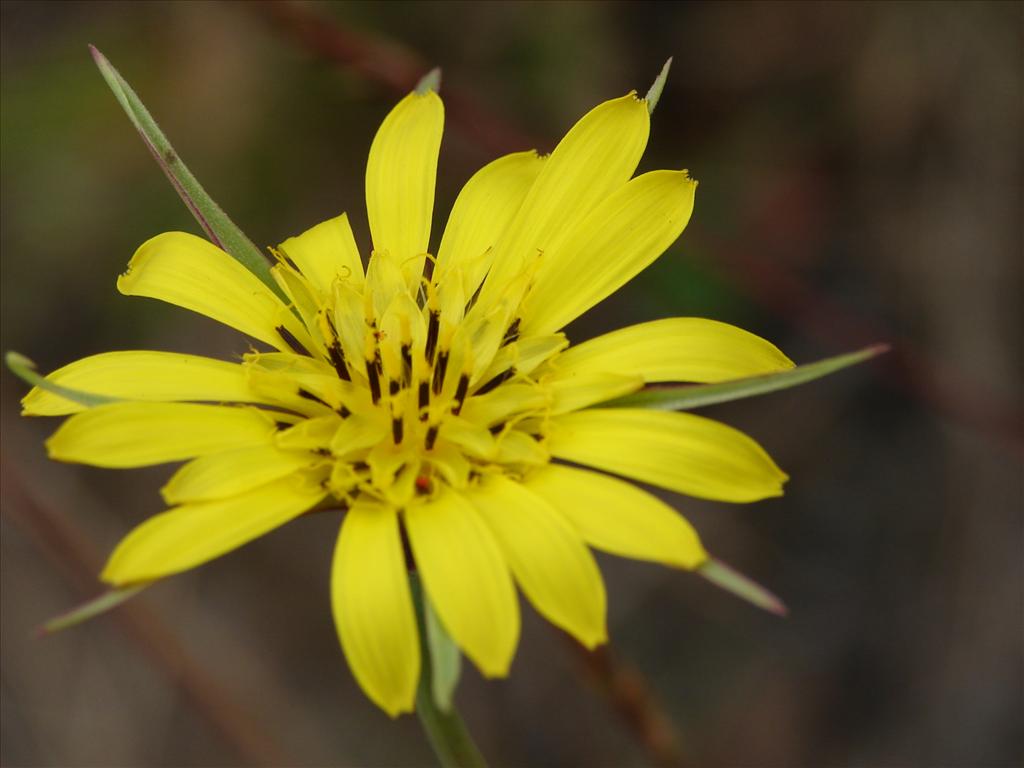 Tragopogon pratensis subsp. pratensis (door Adrie van Heerden)