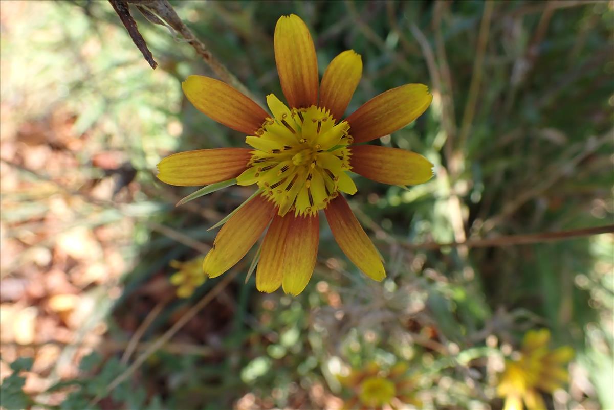 Tragopogon x mirabilis (door Aad van Diemen)