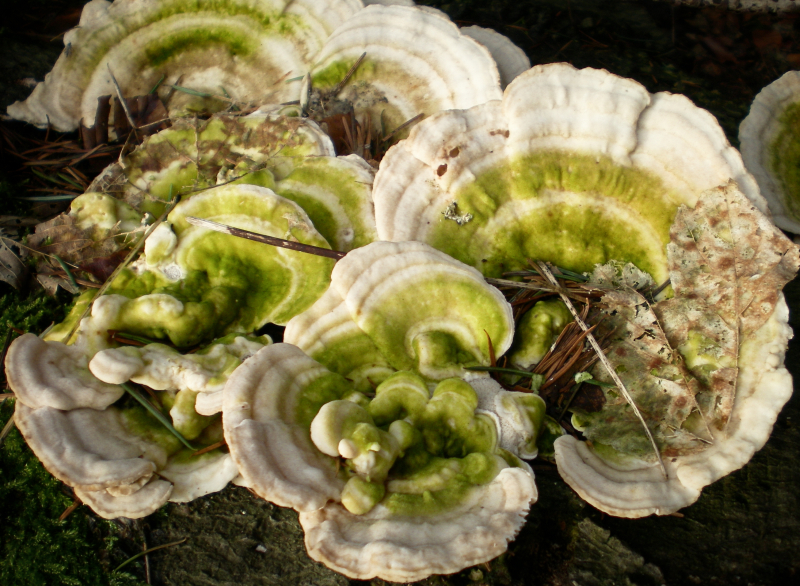 Trametes gibbosa (door Aldert Gutter)