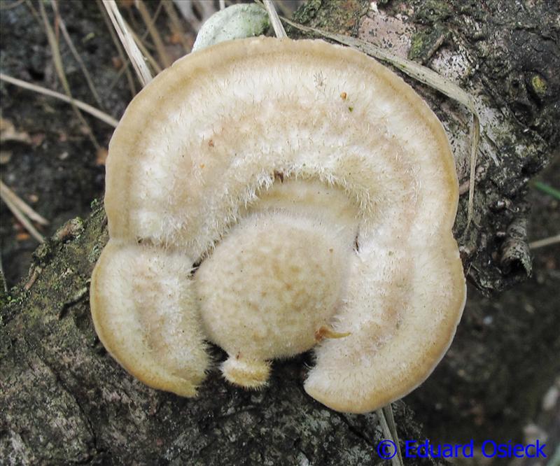 Trametes hirsuta (door Eduard Osieck)