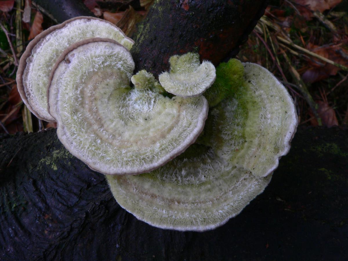 Trametes hirsuta (door Hans Meulenbelt)