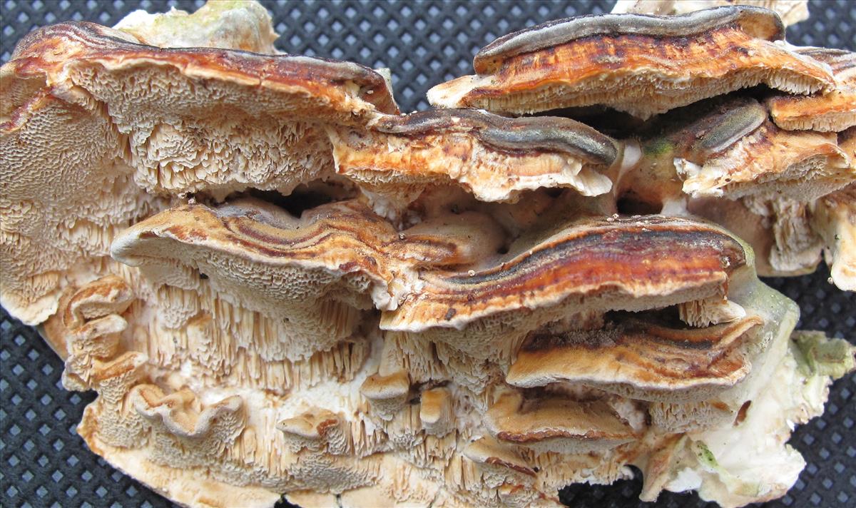 Trametes ochracea (door Eduard Osieck)