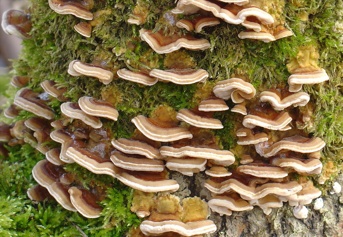 Trametes ochracea (door Eduard Osieck)