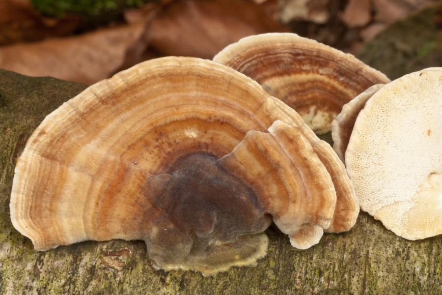 Trametes ochracea (door Aldert Gutter)