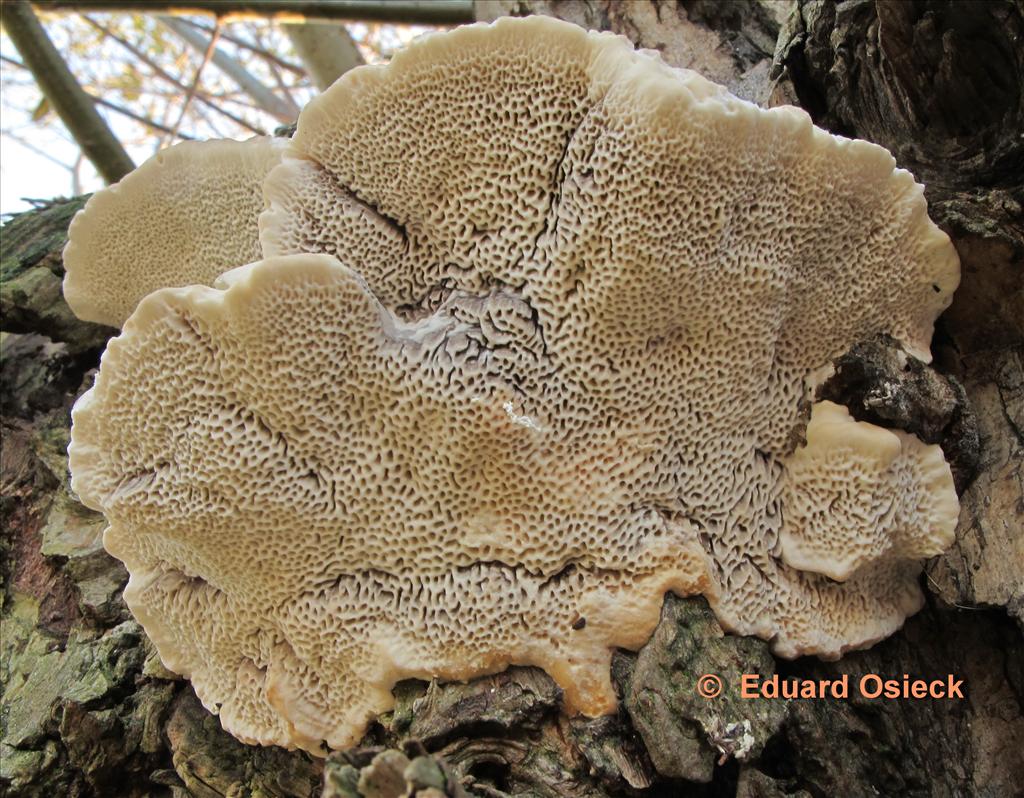 Trametes suaveolens (door Eduard Osieck)