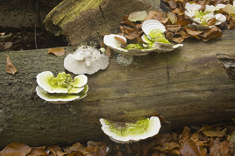 Trametes gibbosa (door Nico Dam)