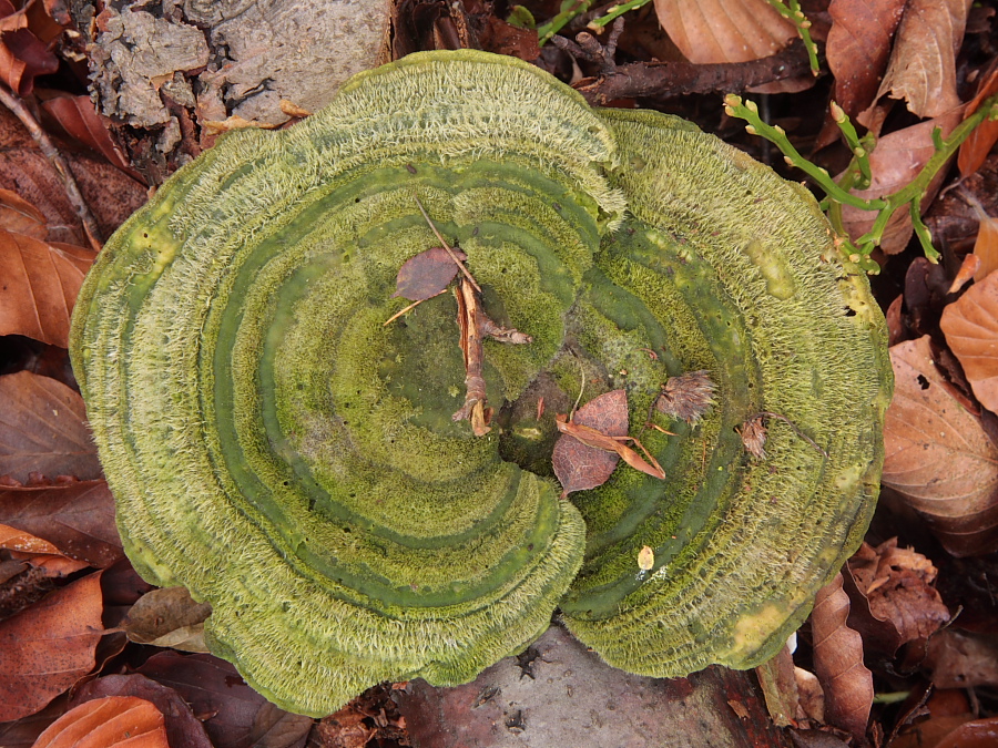 Trametes hirsuta (door Aldert Gutter)