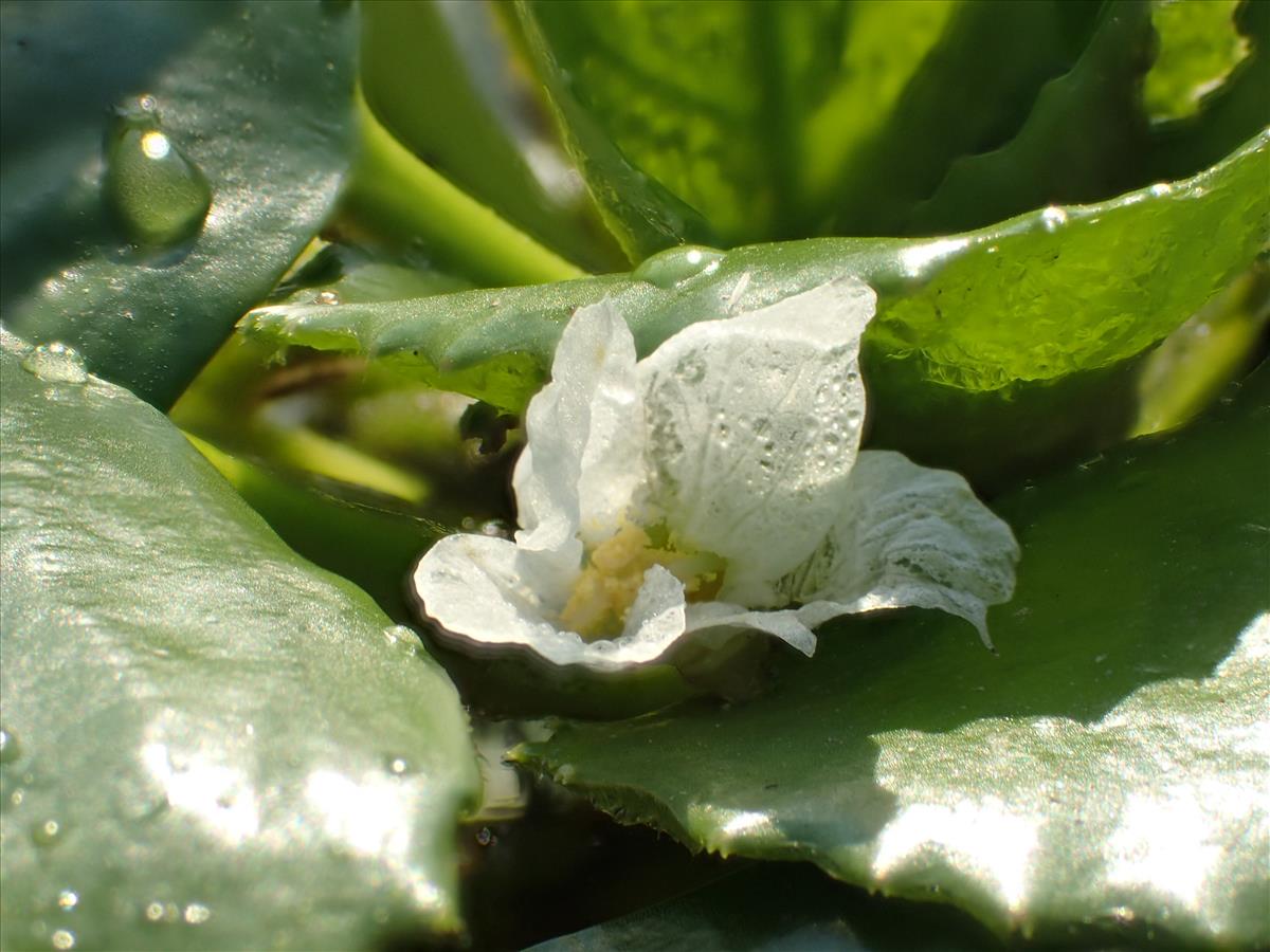 Trapa natans (door Adrie van Heerden)