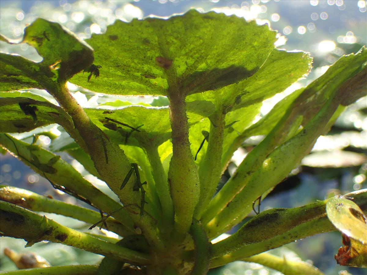 Trapa natans (door Adrie van Heerden)