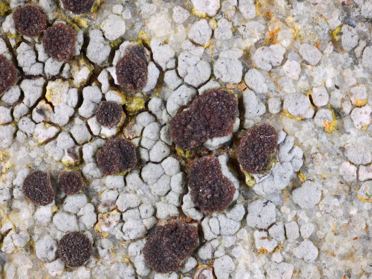 Trapelia coarctata (door Henk-Jan van der Kolk)