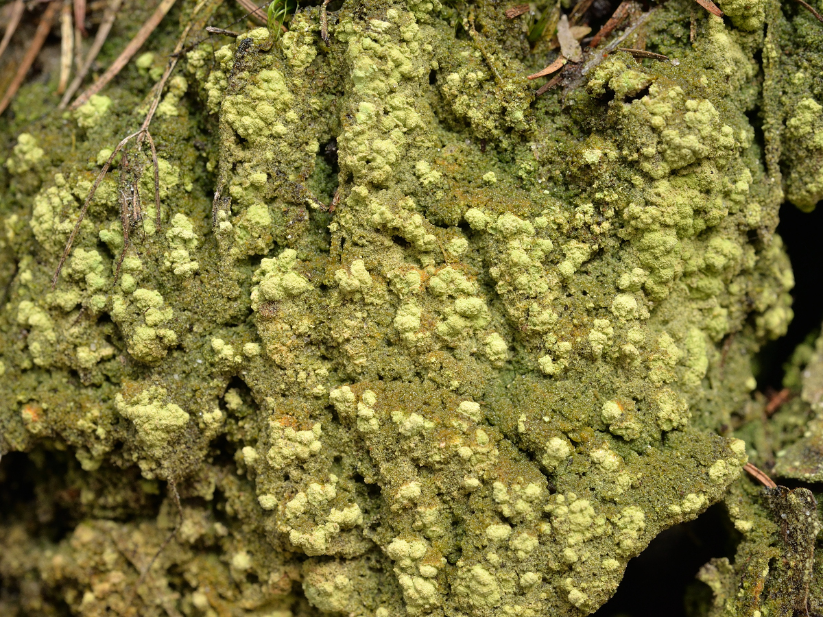 Trapeliopsis pseudogranulosa (door Jan Freijer)