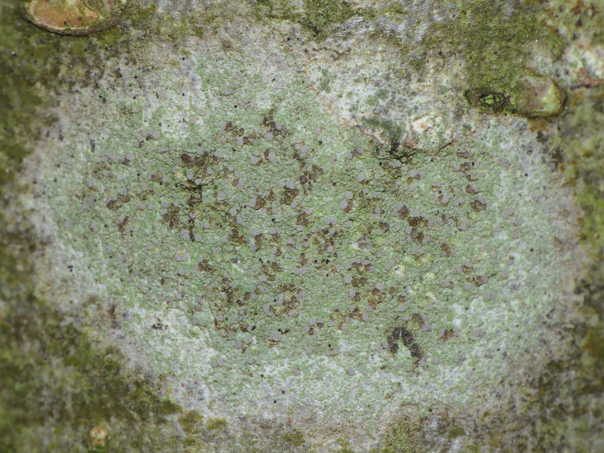 Traponora varians (door Henk-Jan van der Kolk)