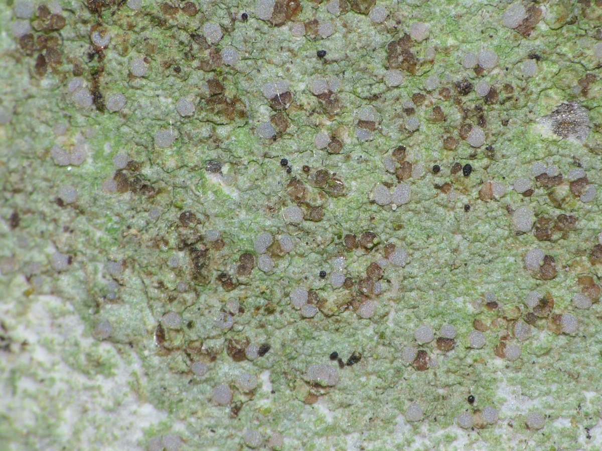 Traponora varians (door Henk-Jan van der Kolk)