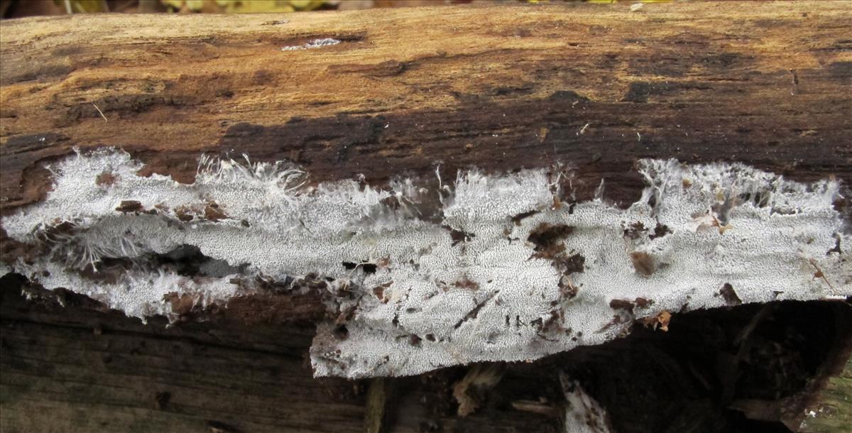 Trechispora farinacea (door Hermien Wassink)
