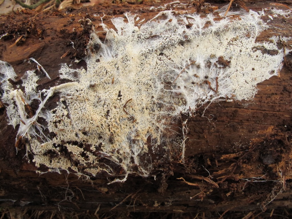 Trechispora mollusca (door Hermien Wassink)