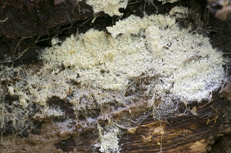 Trechispora cohaerens (door Nico Dam)