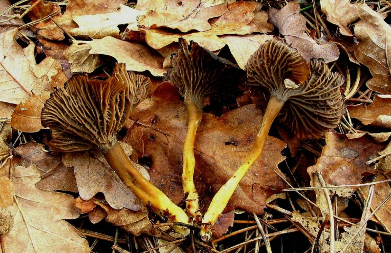 Cantharellus tubaeformis (door Martijn Oud)