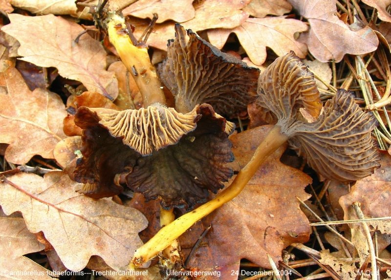 Cantharellus tubaeformis (door Martijn Oud)