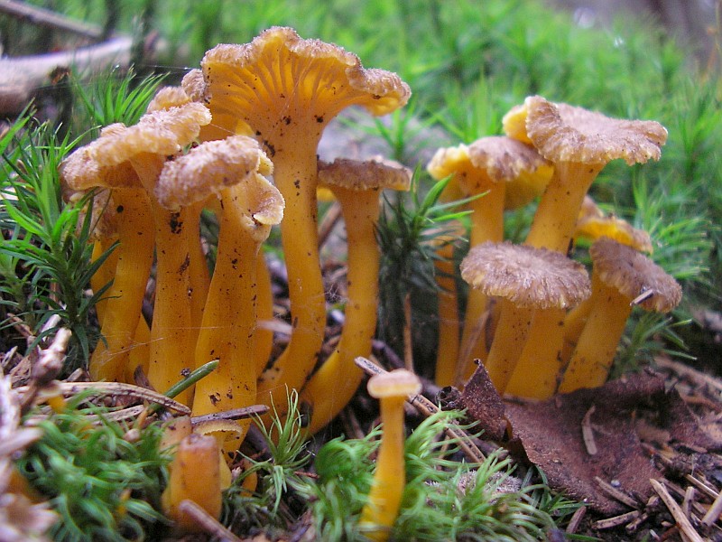 Cantharellus tubaeformis (door Aldert Gutter)