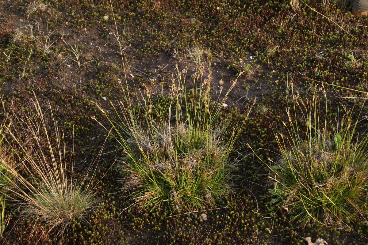 Juncus squarrosus (door Peter Meininger)