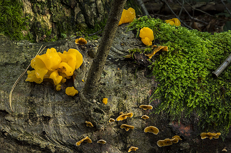 Tremella aurantia (door Nico Dam)