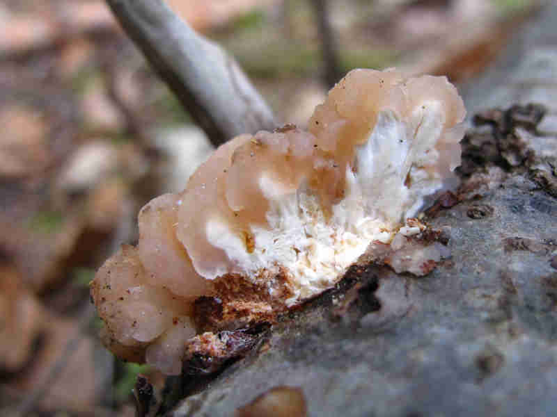 Tremella encephala (door Marian Jagers)