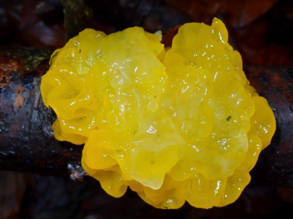 Tremella mesenterica (door Jan van Hulst)