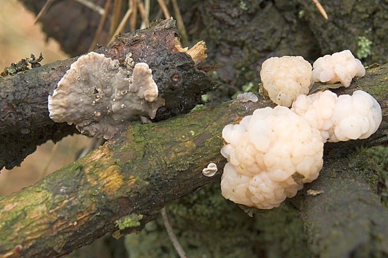 Tremella encephala (door Nico Dam)