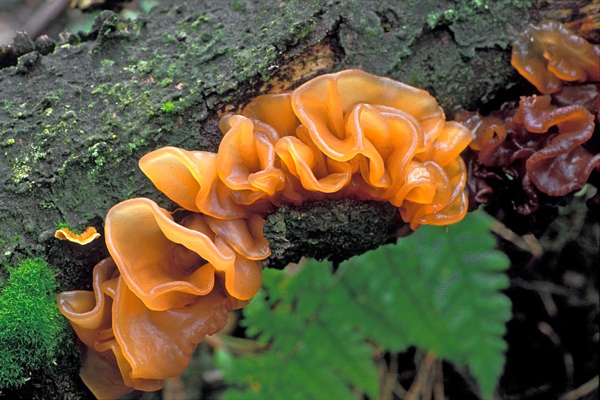 Tremella foliacea sl, incl. T. foliacea sensu Spirin (door Henk Huijser)