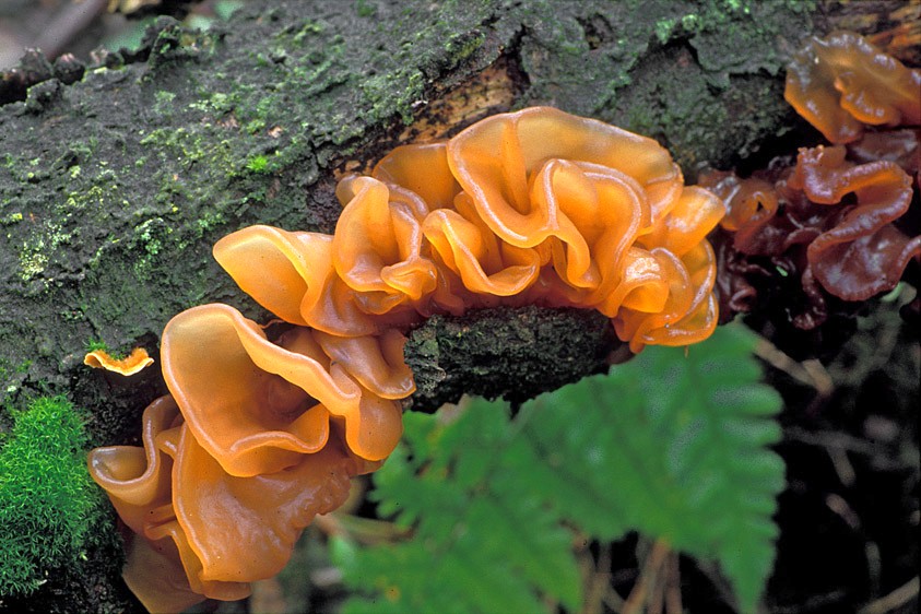 Tremella foliacea sl, incl. T. foliacea sensu Spirin et al. 2018. (door Henk Huijser)