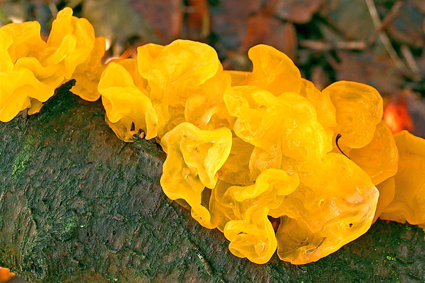 Tremella mesenterica (door Henk Huijser)