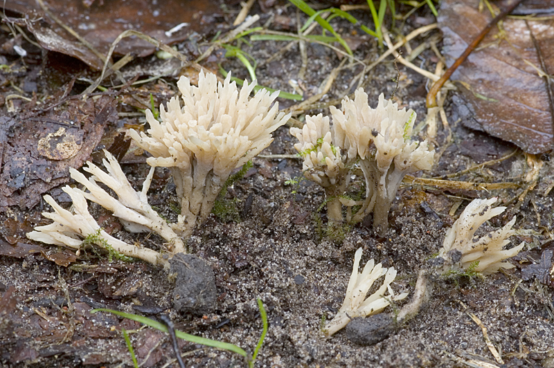 Tremellodendropsis tuberosa (door Nico Dam)